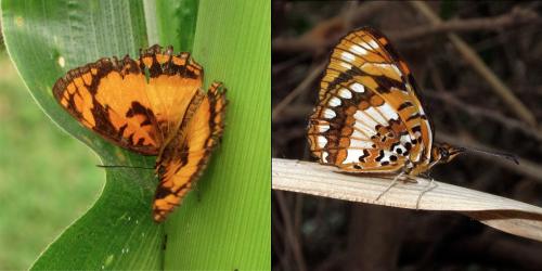 Réf. 236 708 : Byblia anvatara